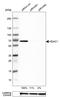 Histone Deacetylase 1 antibody, HPA029693, Atlas Antibodies, Western Blot image 