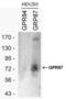 G Protein-Coupled Receptor 87 antibody, PA3-043, Invitrogen Antibodies, Western Blot image 