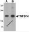 TNF Superfamily Member 4 antibody, 7243, ProSci, Western Blot image 