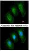 Tyrosine 3-Monooxygenase/Tryptophan 5-Monooxygenase Activation Protein Epsilon antibody, NBP1-32695, Novus Biologicals, Immunofluorescence image 