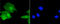 Hexokinase 1 antibody, 13-849, ProSci, Immunohistochemistry paraffin image 