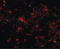 Glucosamine-6-Phosphate Deaminase 2 antibody, LS-B4992, Lifespan Biosciences, Immunofluorescence image 