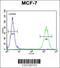 CTD Small Phosphatase Like 2 antibody, 55-519, ProSci, Immunofluorescence image 