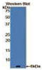 Endothelin 1 antibody, MBS2001269, MyBioSource, Western Blot image 