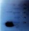 Mitochondrial Ribosomal Protein S21 antibody, orb315617, Biorbyt, Western Blot image 