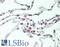 Fc Fragment Of IgA Receptor antibody, LS-B11833, Lifespan Biosciences, Immunohistochemistry frozen image 