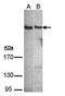 Phospholipase C eta 1 isoform b antibody, orb74236, Biorbyt, Western Blot image 