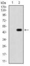 RAP1A, Member Of RAS Oncogene Family antibody, GTX60586, GeneTex, Western Blot image 