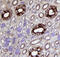 Glutathione peroxidase 3 antibody, AF4199, R&D Systems, Immunohistochemistry paraffin image 