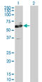 1-Aminocyclopropane-1-Carboxylate Synthase Homolog (Inactive) antibody, LS-C105190, Lifespan Biosciences, Western Blot image 