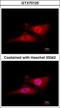 Cell Division Cycle 34 antibody, GTX70125, GeneTex, Immunofluorescence image 