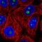 Surfeit 6 antibody, HPA074622, Atlas Antibodies, Immunofluorescence image 