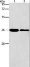 Aminoacyl TRNA Synthetase Complex Interacting Multifunctional Protein 2 antibody, LS-C405914, Lifespan Biosciences, Western Blot image 