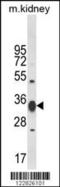 Aminoacylase 3 antibody, 63-608, ProSci, Western Blot image 