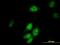 TRNA Methyltransferase 2 Homolog A antibody, H00027037-B01P, Novus Biologicals, Immunofluorescence image 