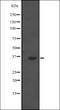 POU Class 2 Homeobox Associating Factor 1 antibody, orb335412, Biorbyt, Western Blot image 