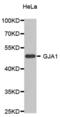 Gap Junction Protein Alpha 1 antibody, abx000549, Abbexa, Western Blot image 