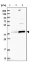 Replication Factor C Subunit 5 antibody, NBP1-87137, Novus Biologicals, Western Blot image 