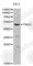 Protein C, Inactivator Of Coagulation Factors Va And VIIIa antibody, A1432, ABclonal Technology, Western Blot image 