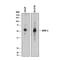 GATA Binding Protein 2 antibody, AF2046, R&D Systems, Western Blot image 