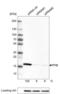 Peptidylprolyl Isomerase B antibody, NBP2-59781, Novus Biologicals, Western Blot image 