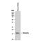 Retinoic Acid Receptor Responder 2 antibody, MAB2324, R&D Systems, Western Blot image 