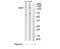 SRC Kinase Signaling Inhibitor 1 antibody, TA315833, Origene, Western Blot image 