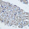 Cytochrome P450 Family 19 Subfamily A Member 1 antibody, 14-578, ProSci, Immunohistochemistry frozen image 