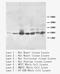 BCL2 Binding Component 3 antibody, LS-C171986, Lifespan Biosciences, Western Blot image 