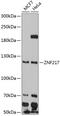 Zinc Finger Protein 217 antibody, 14-151, ProSci, Western Blot image 