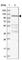 WD Repeat Domain 47 antibody, HPA027287, Atlas Antibodies, Western Blot image 