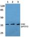 CRK Proto-Oncogene, Adaptor Protein antibody, A02533Y221, Boster Biological Technology, Western Blot image 