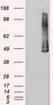 Polo Like Kinase 1 antibody, LS-C114495, Lifespan Biosciences, Western Blot image 
