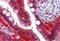 Galectin 3 antibody, MBS249020, MyBioSource, Immunohistochemistry frozen image 