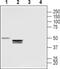 Lysophosphatidic Acid Receptor 3 antibody, PA5-77478, Invitrogen Antibodies, Western Blot image 