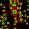 Orthodenticle Homeobox 2 antibody, LS-C812728, Lifespan Biosciences, Immunofluorescence image 