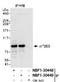 Eukaryotic Translation Initiation Factor 2B Subunit Epsilon antibody, NBP1-30449, Novus Biologicals, Immunoprecipitation image 
