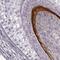 Keratin-associated protein 16-1 antibody, NBP2-57981, Novus Biologicals, Immunohistochemistry paraffin image 