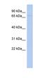 WD repeat-containing and planar cell polarity effector protein fritz homolog antibody, orb326089, Biorbyt, Western Blot image 