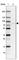 Treacle Ribosome Biogenesis Factor 1 antibody, HPA038238, Atlas Antibodies, Western Blot image 