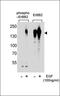 Death Domain Associated Protein antibody, orb304735, Biorbyt, Western Blot image 
