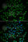 Heart- and neural crest derivatives-expressed protein 2 antibody, A7044, ABclonal Technology, Immunofluorescence image 