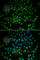 Heart And Neural Crest Derivatives Expressed 2 antibody, A7044, ABclonal Technology, Immunofluorescence image 