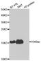 Histone Cluster 3 H3 antibody, STJ29397, St John