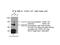 Paired Box 8 antibody, 10336-1-AP, Proteintech Group, Immunoprecipitation image 
