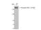 Insulin Receptor Substrate 1 antibody, STJ90310, St John