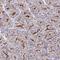 Somatostatin Receptor 1 antibody, NBP2-34203, Novus Biologicals, Immunohistochemistry frozen image 