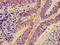 60S ribosomal protein L28 antibody, A53809-100, Epigentek, Immunohistochemistry paraffin image 