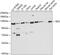 Serine/threonine-protein kinase SIK2 antibody, GTX33497, GeneTex, Western Blot image 