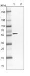 AFG1 Like ATPase antibody, NBP1-89215, Novus Biologicals, Western Blot image 